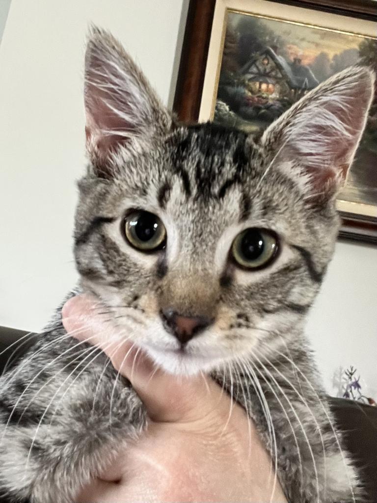 Munchkin (foster nickname), an adoptable Domestic Short Hair in Ontario, OR, 97914 | Photo Image 1