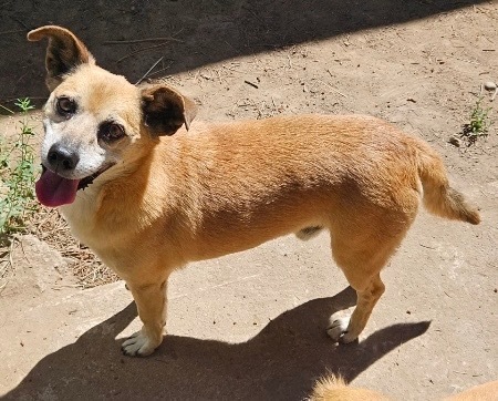 JoJoe, an adoptable Smooth Fox Terrier in Thompson Falls, MT, 59873 | Photo Image 1