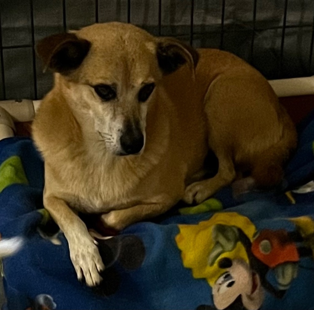 JoJoe, an adoptable Smooth Fox Terrier in Thompson Falls, MT, 59873 | Photo Image 2