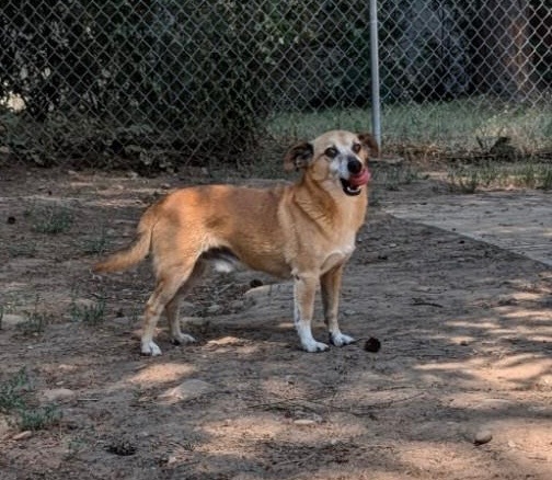 JoJoe, an adoptable Smooth Fox Terrier in Thompson Falls, MT, 59873 | Photo Image 4