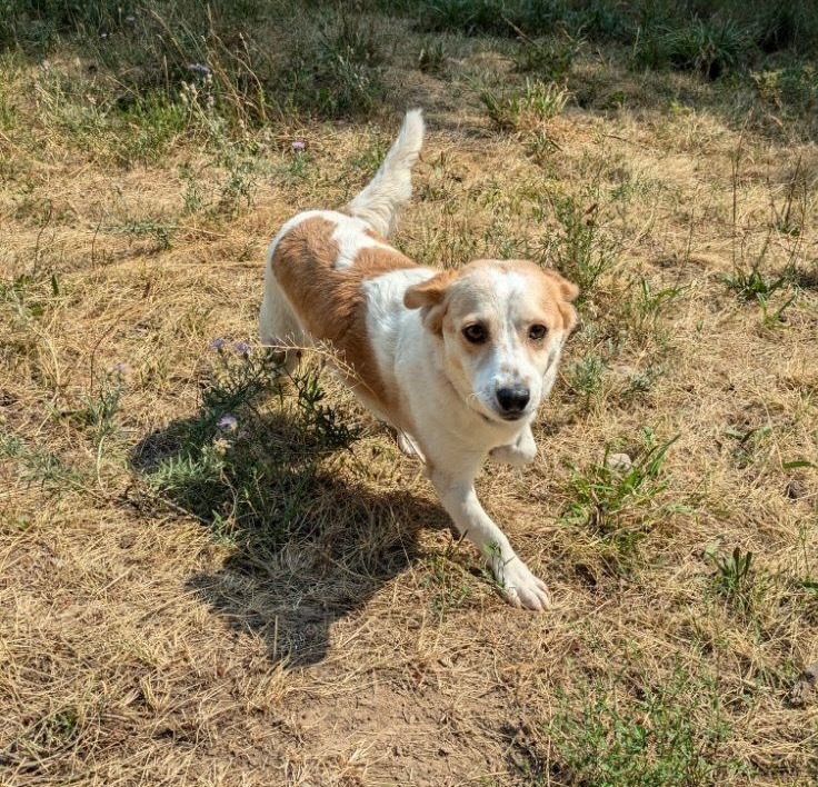 Claudia, an adoptable Papillon, Spaniel in Thompson Falls, MT, 59873 | Photo Image 1