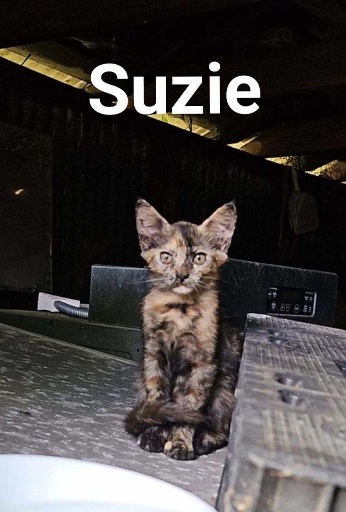 Suzie