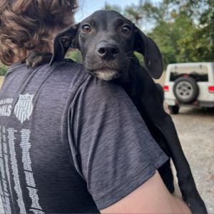 Ginny Black Labrador Retriever Dog