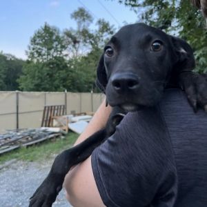 Ron Black Labrador Retriever Dog