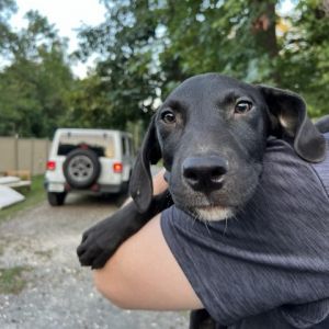 Draco Black Labrador Retriever Dog