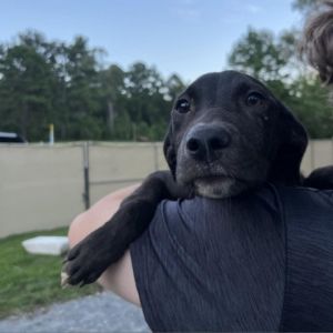 Luna Black Labrador Retriever Dog