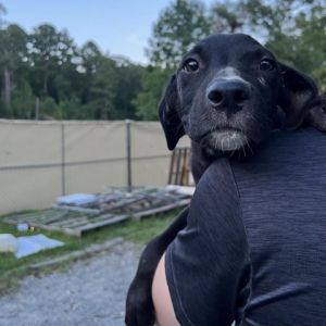 Harry Black Labrador Retriever Dog