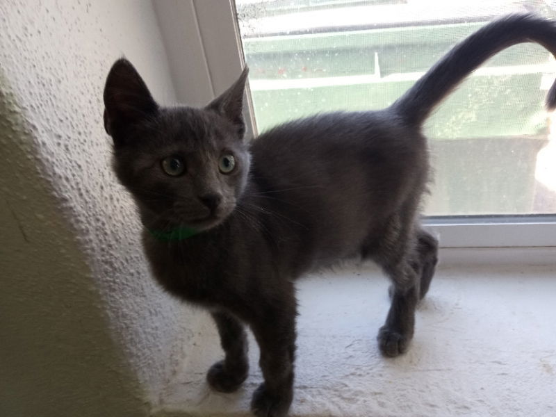 Nathan, an adoptable Domestic Short Hair in Alturas, CA, 96101 | Photo Image 1