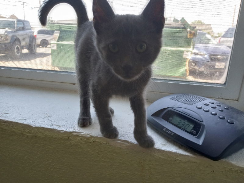 Nathan, an adoptable Domestic Short Hair in Alturas, CA, 96101 | Photo Image 2