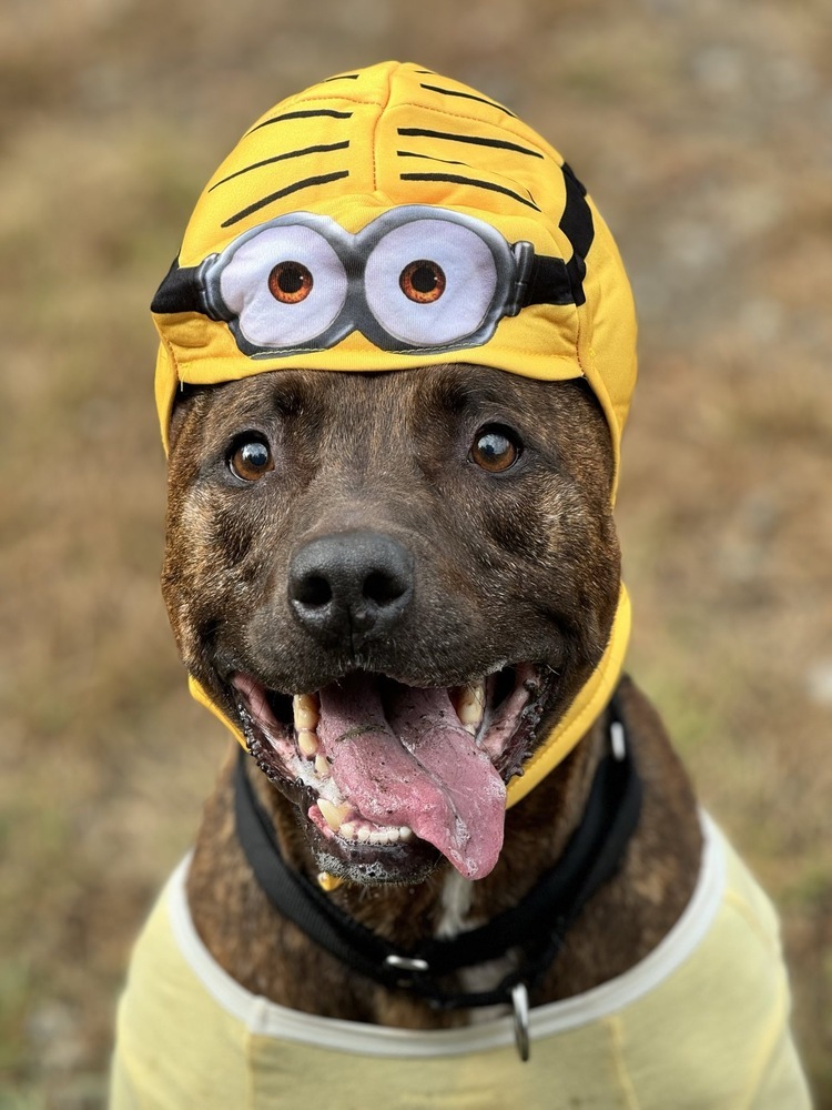 Titus, an adoptable Pit Bull Terrier in Trenton, ME, 04605 | Photo Image 1