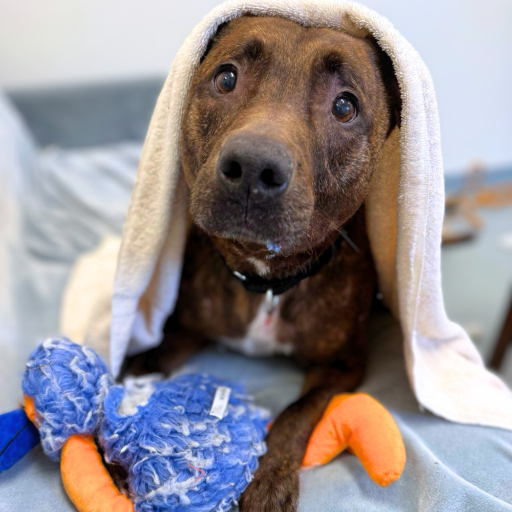 Titus, an adoptable Pit Bull Terrier in Trenton, ME, 04605 | Photo Image 1