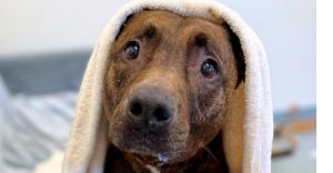 Titus, Senior Male Pit Bull Terrier