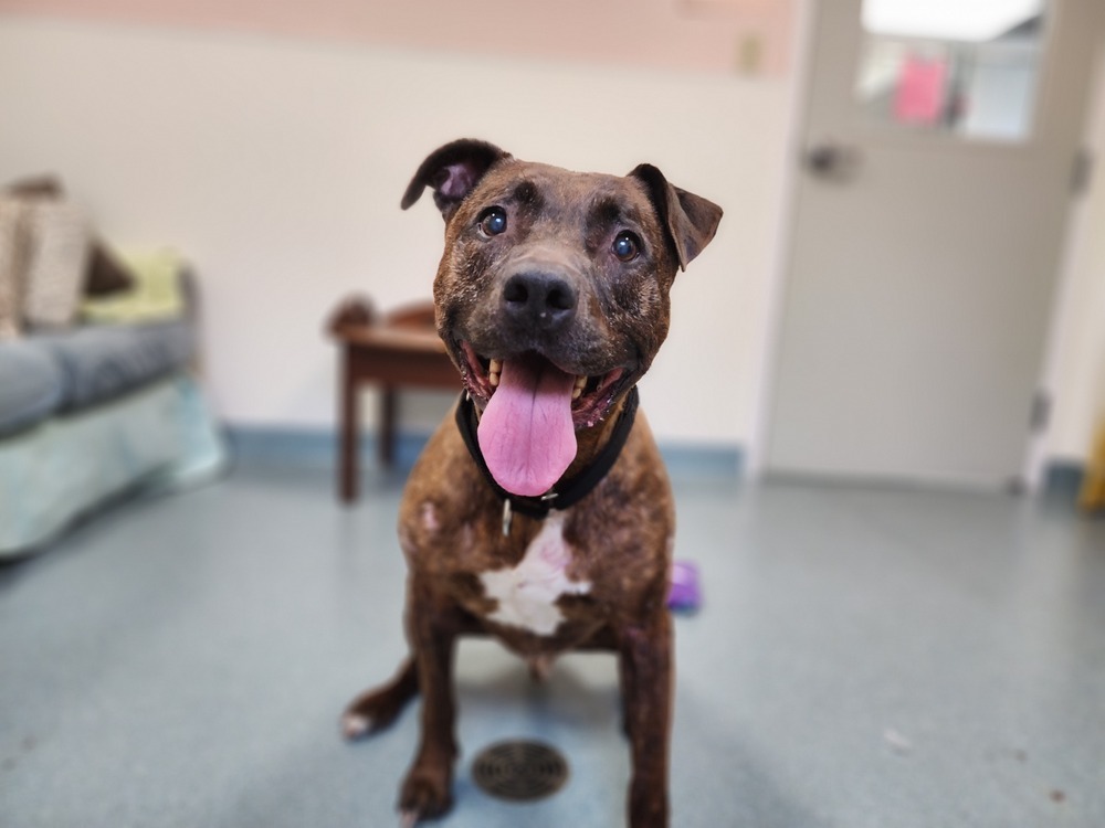 Titus, an adoptable Pit Bull Terrier in Trenton, ME, 04605 | Photo Image 2