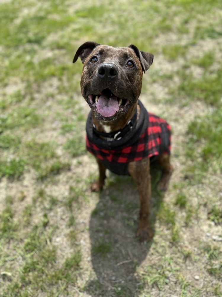 Titus, an adoptable Pit Bull Terrier in Trenton, ME, 04605 | Photo Image 3