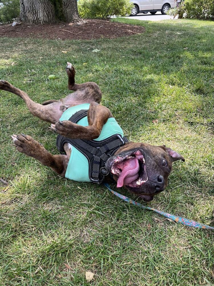 Titus, an adoptable Pit Bull Terrier in Trenton, ME, 04605 | Photo Image 3