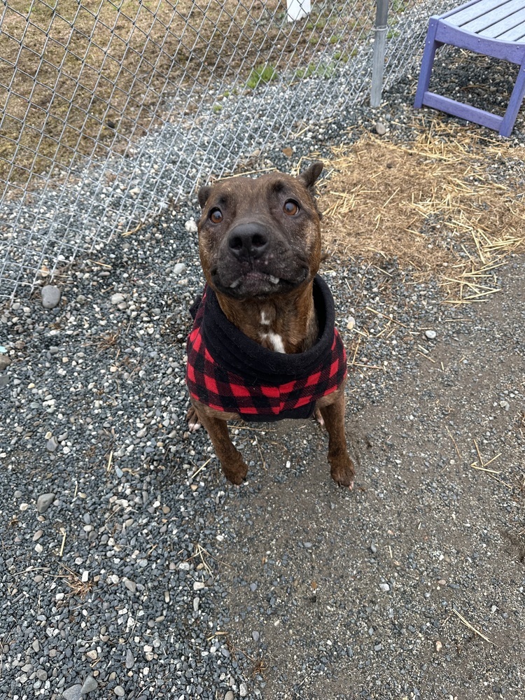 Titus, an adoptable Pit Bull Terrier in Trenton, ME, 04605 | Photo Image 4