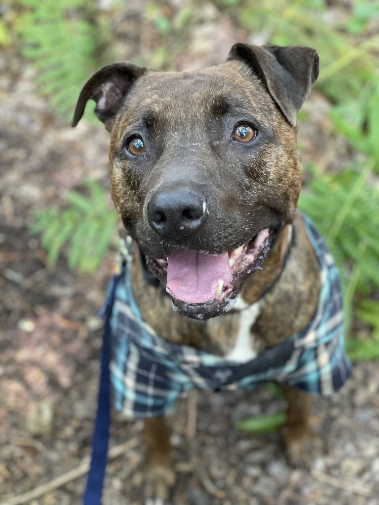 Titus, an adoptable Pit Bull Terrier in Trenton, ME, 04605 | Photo Image 4
