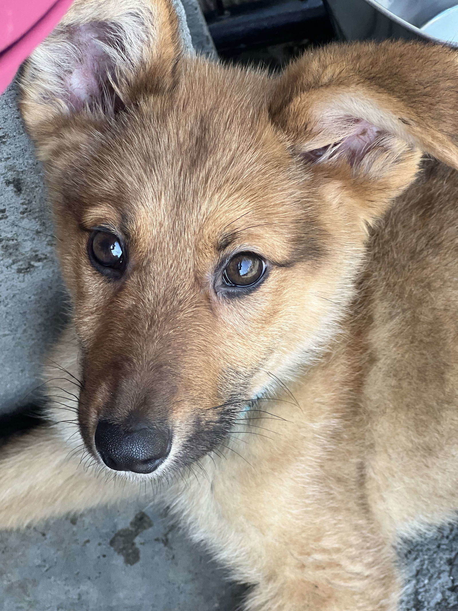 Kubo, an adoptable Shepherd, Husky in Anchorage, AK, 99503 | Photo Image 1