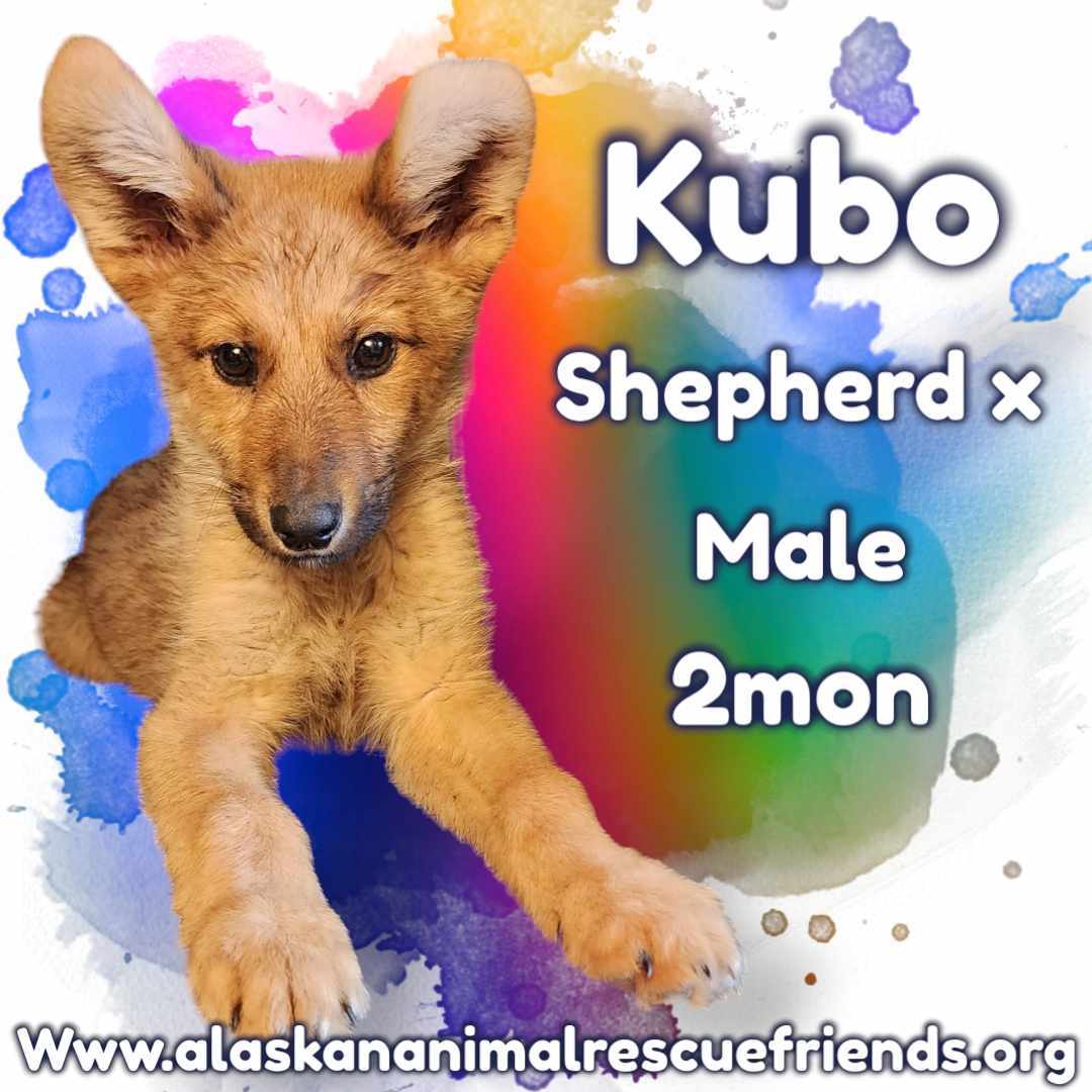 Kubo, an adoptable Shepherd, Husky in Anchorage, AK, 99503 | Photo Image 2