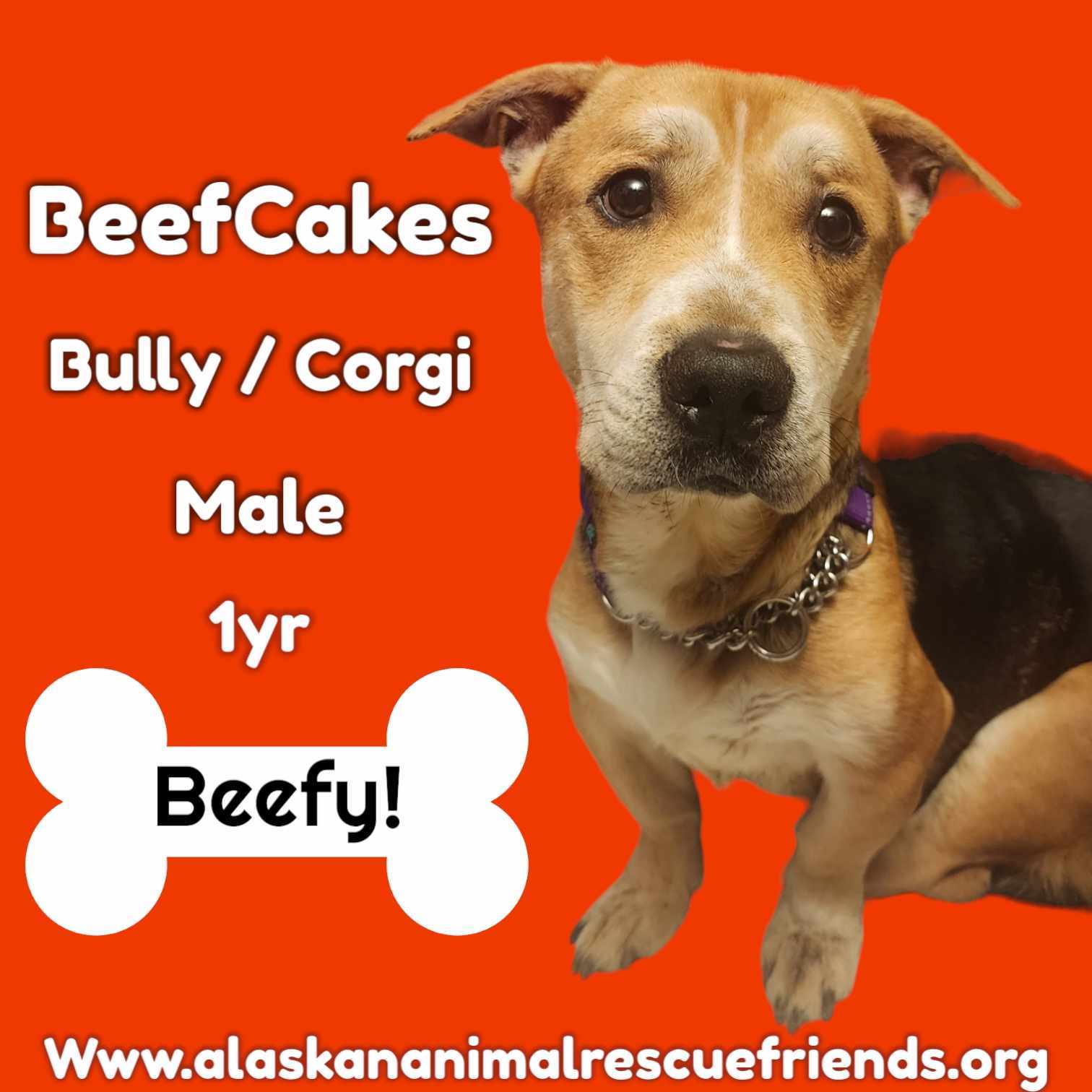 Beefcakes, an adoptable Corgi, Pit Bull Terrier in Anchorage, AK, 99503 | Photo Image 1