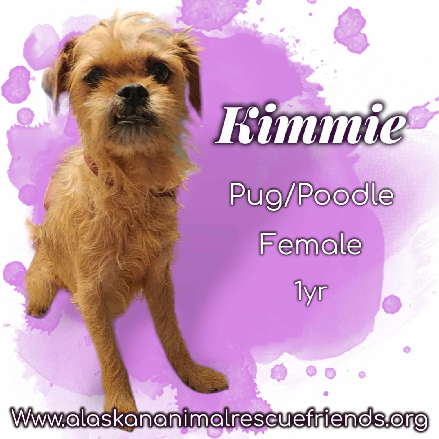 Kimmie, an adoptable Terrier, Pug in Anchorage, AK, 99503 | Photo Image 1