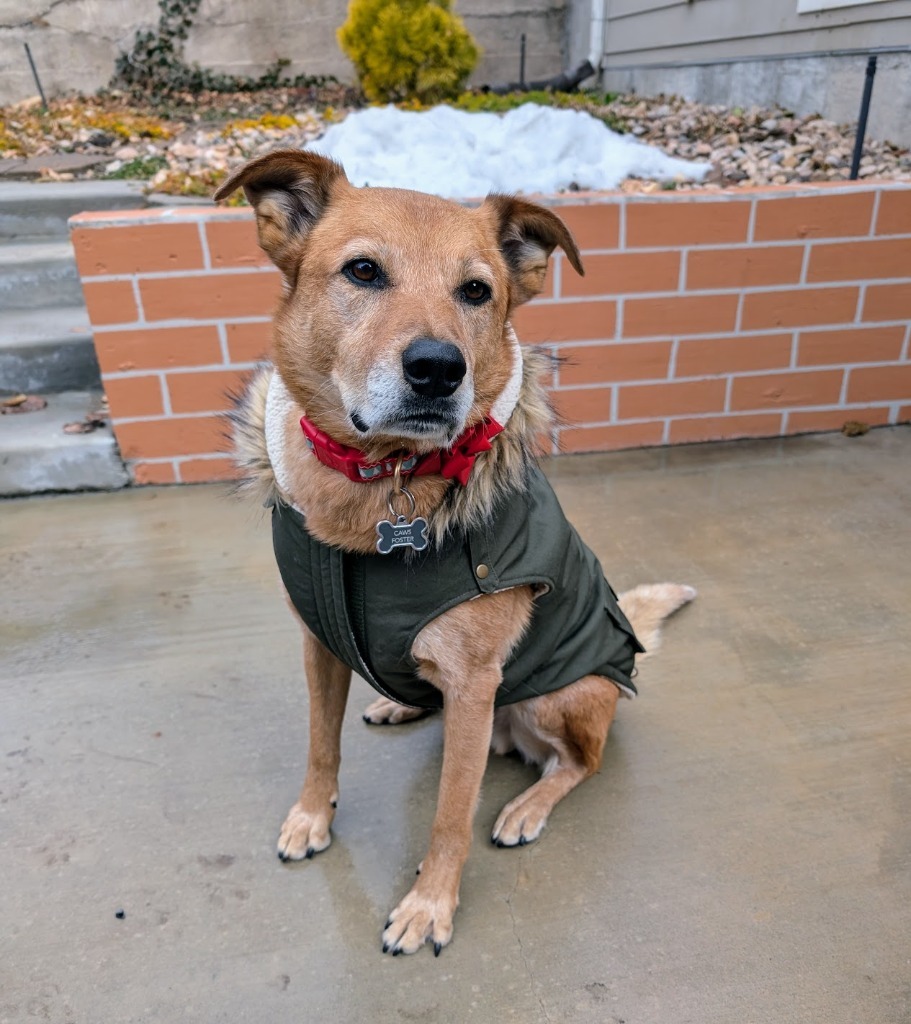River, an adoptable Australian Cattle Dog / Blue Heeler, Border Collie in Salt Lake City, UT, 84117 | Photo Image 1