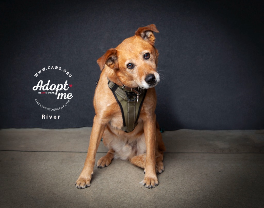 River, an adoptable Australian Cattle Dog / Blue Heeler, Border Collie in Salt Lake City, UT, 84117 | Photo Image 1