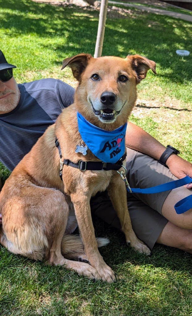 River, an adoptable Australian Cattle Dog / Blue Heeler, Border Collie in Salt Lake City, UT, 84117 | Photo Image 2