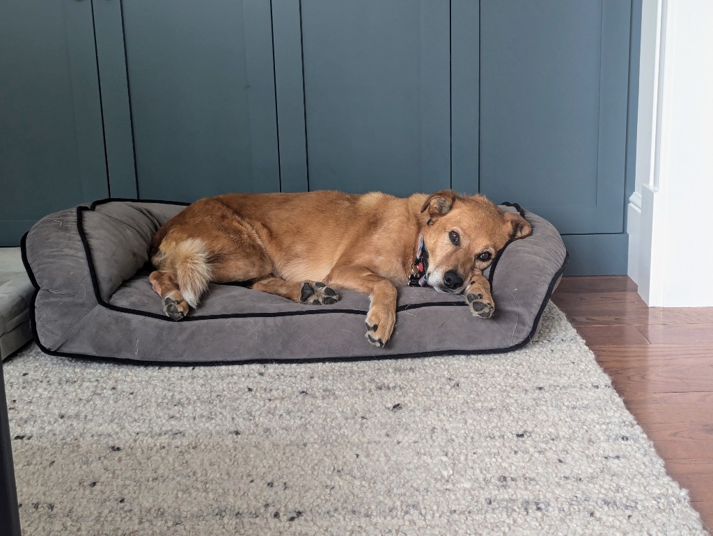 River, an adoptable Australian Cattle Dog / Blue Heeler, Border Collie in Salt Lake City, UT, 84117 | Photo Image 3