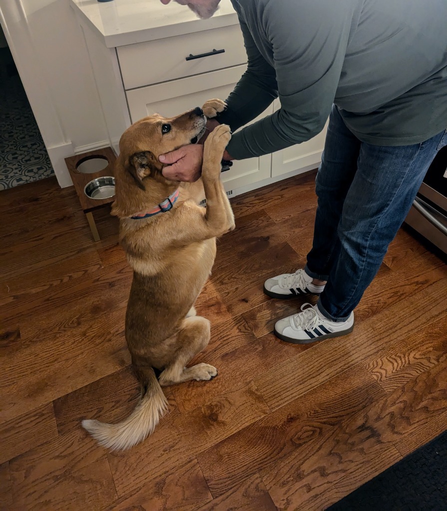 River, an adoptable Australian Cattle Dog / Blue Heeler, Border Collie in Salt Lake City, UT, 84117 | Photo Image 5