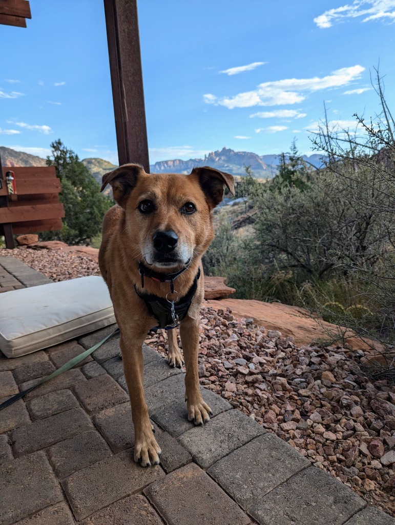 River, an adoptable Australian Cattle Dog / Blue Heeler, Border Collie in Salt Lake City, UT, 84117 | Photo Image 5