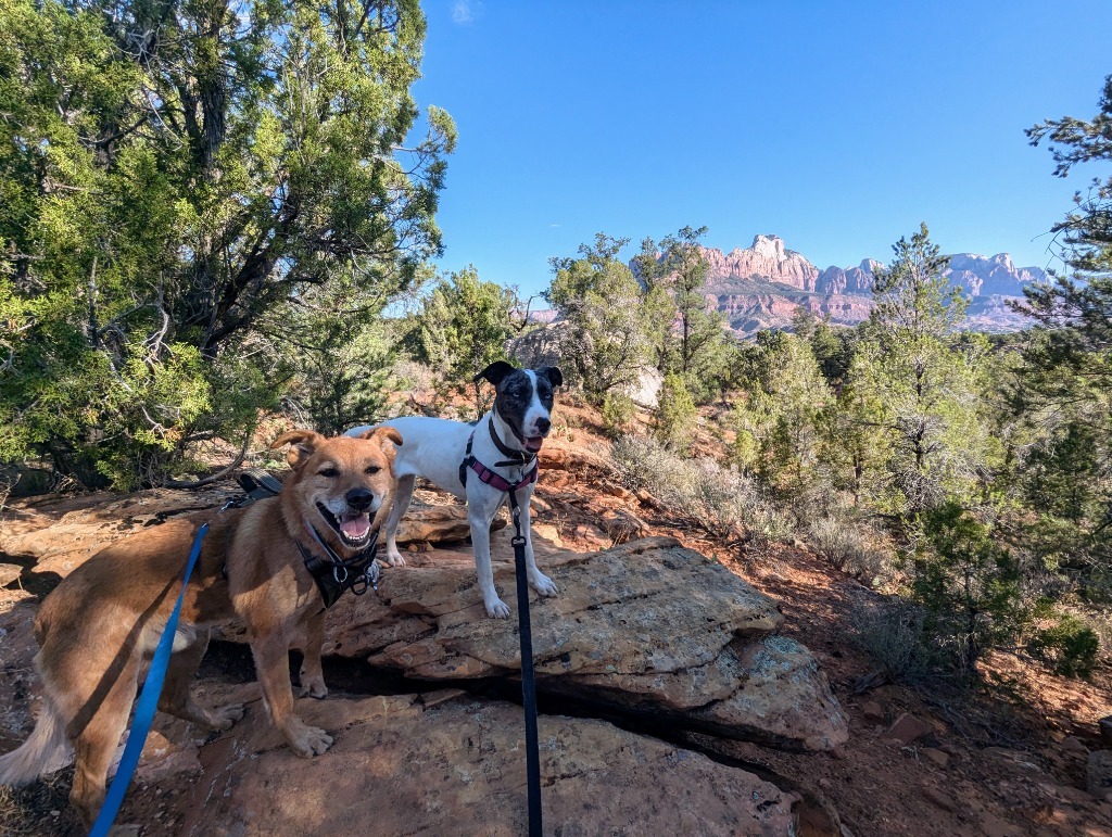 River, an adoptable Australian Cattle Dog / Blue Heeler, Border Collie in Salt Lake City, UT, 84117 | Photo Image 6