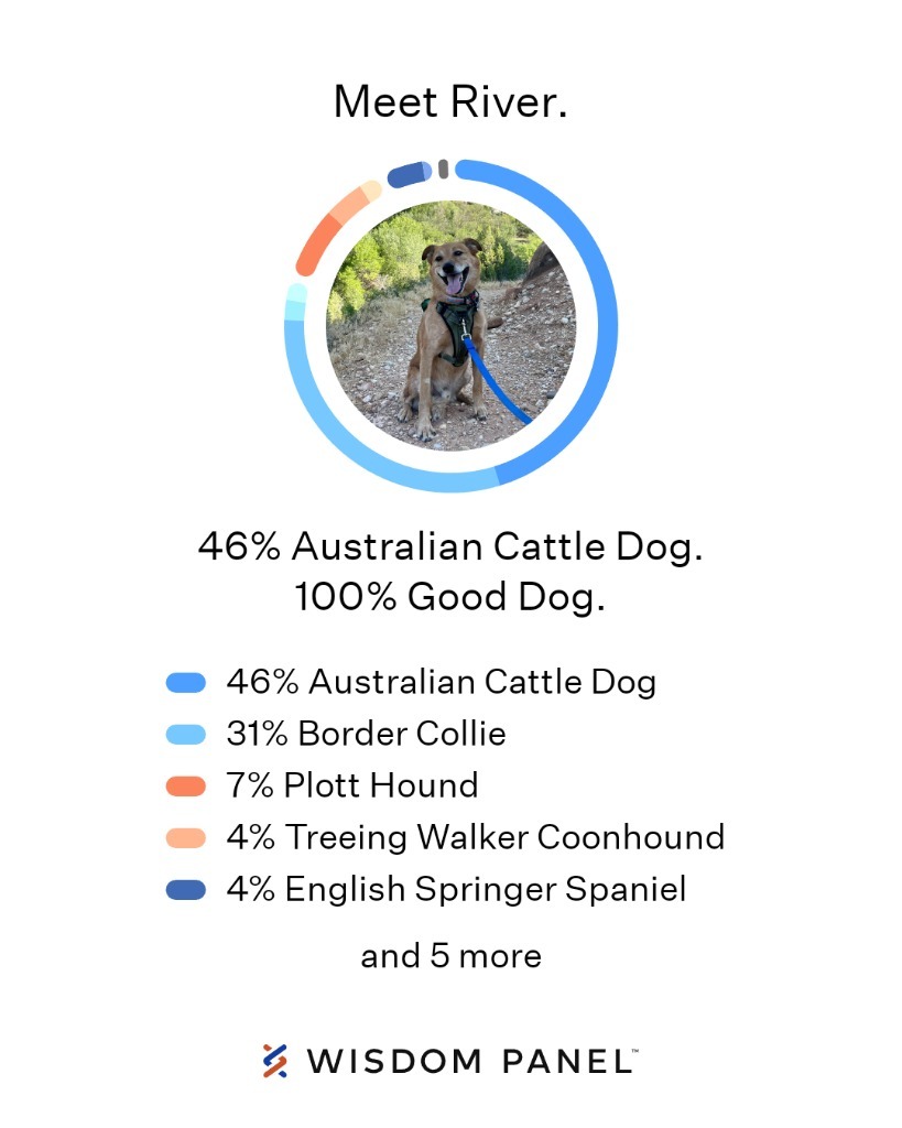River, an adoptable Australian Cattle Dog / Blue Heeler, Border Collie in Salt Lake City, UT, 84117 | Photo Image 6
