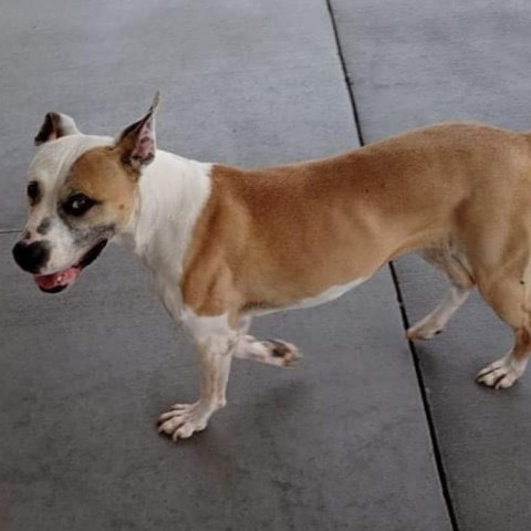 Bella, an adoptable American Bulldog, Boxer in Dodge City, KS, 67801 | Photo Image 1