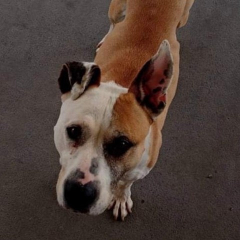 Bella, an adoptable American Bulldog, Boxer in Dodge City, KS, 67801 | Photo Image 2