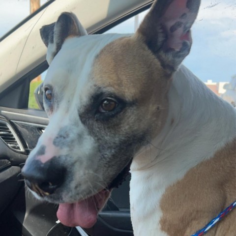 Bella, an adoptable American Bulldog, Boxer in Dodge City, KS, 67801 | Photo Image 4