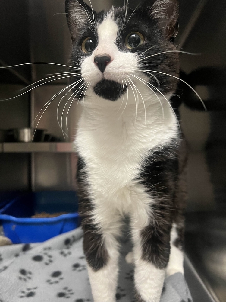 Gumbo, an adoptable Domestic Short Hair in Houghton, MI, 49931 | Photo Image 1