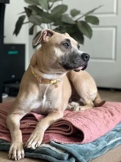 Tommi Girl, an adoptable Pit Bull Terrier, Bullmastiff in Twin Falls, ID, 83301 | Photo Image 1