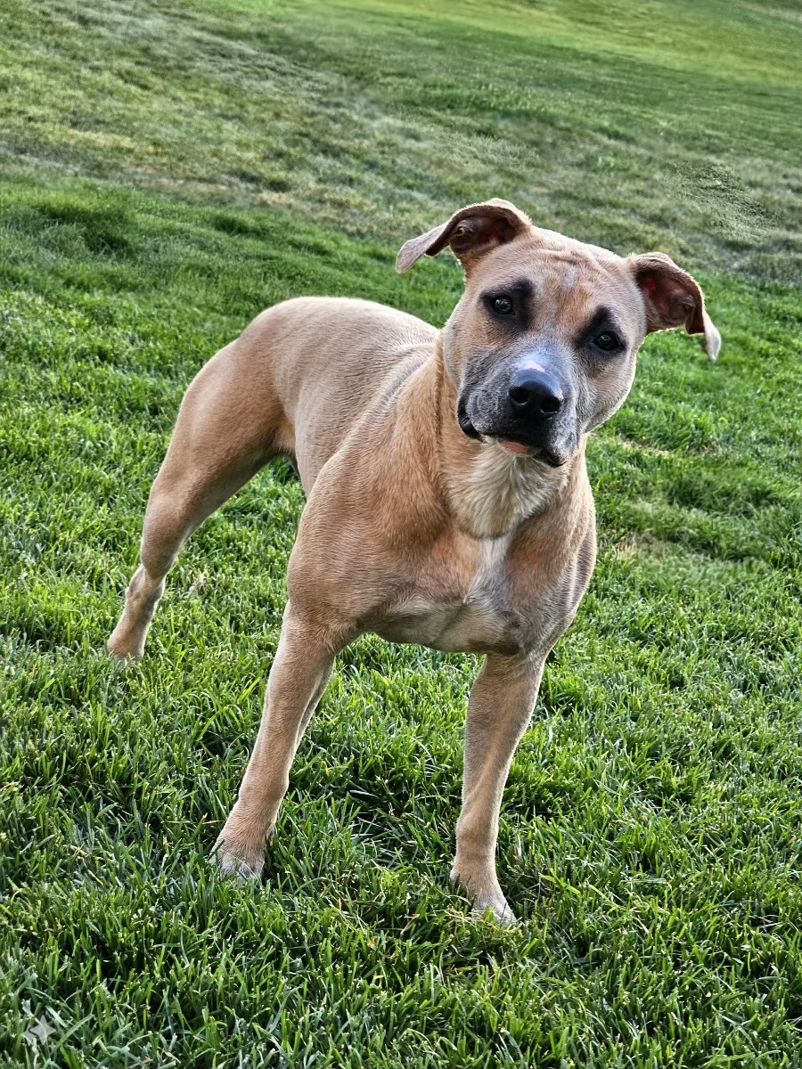 Tommi Girl, an adoptable Pit Bull Terrier, Bullmastiff in Twin Falls, ID, 83301 | Photo Image 2