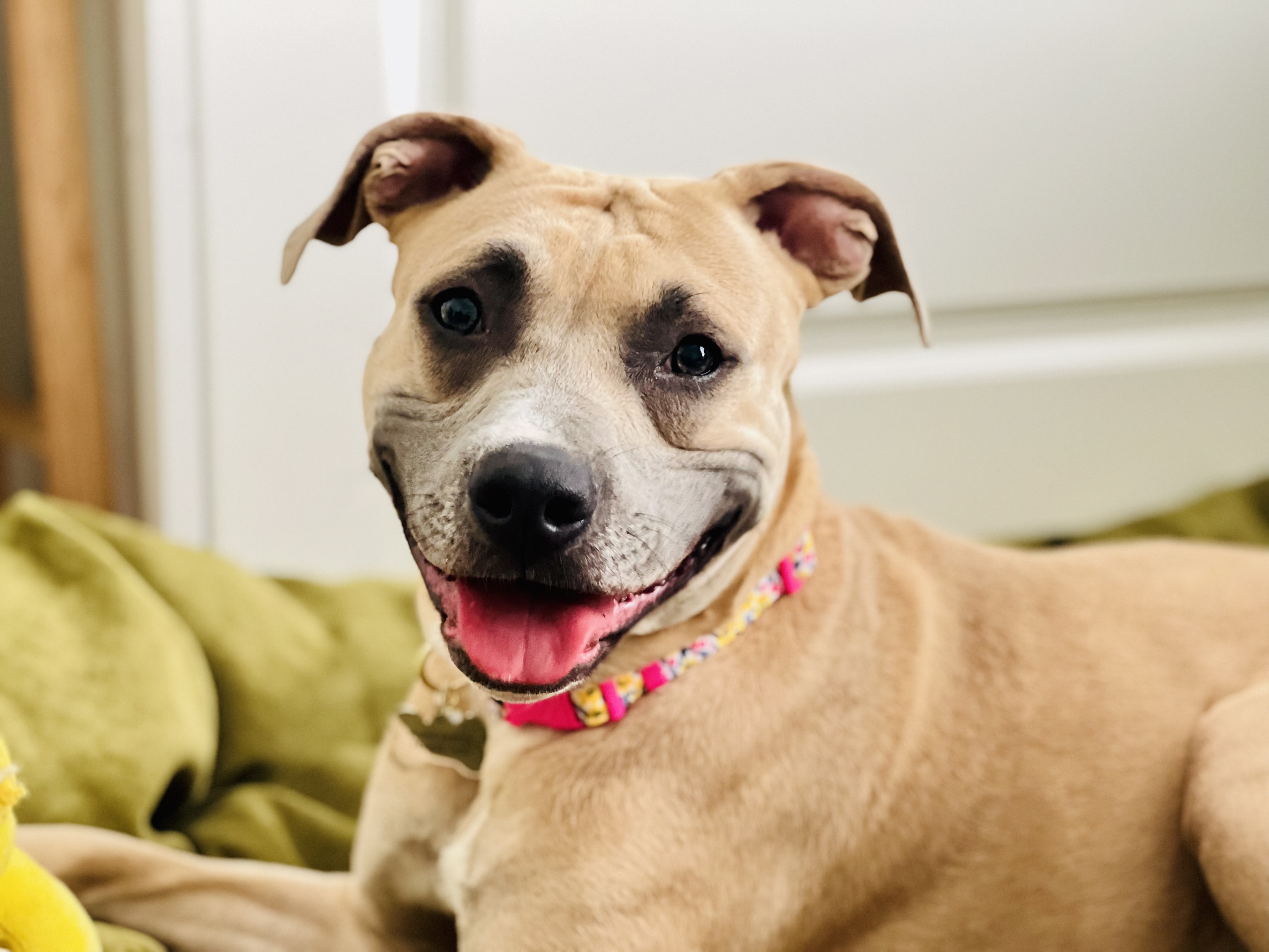 Tommi Girl, an adoptable Pit Bull Terrier, Bullmastiff in Twin Falls, ID, 83301 | Photo Image 4