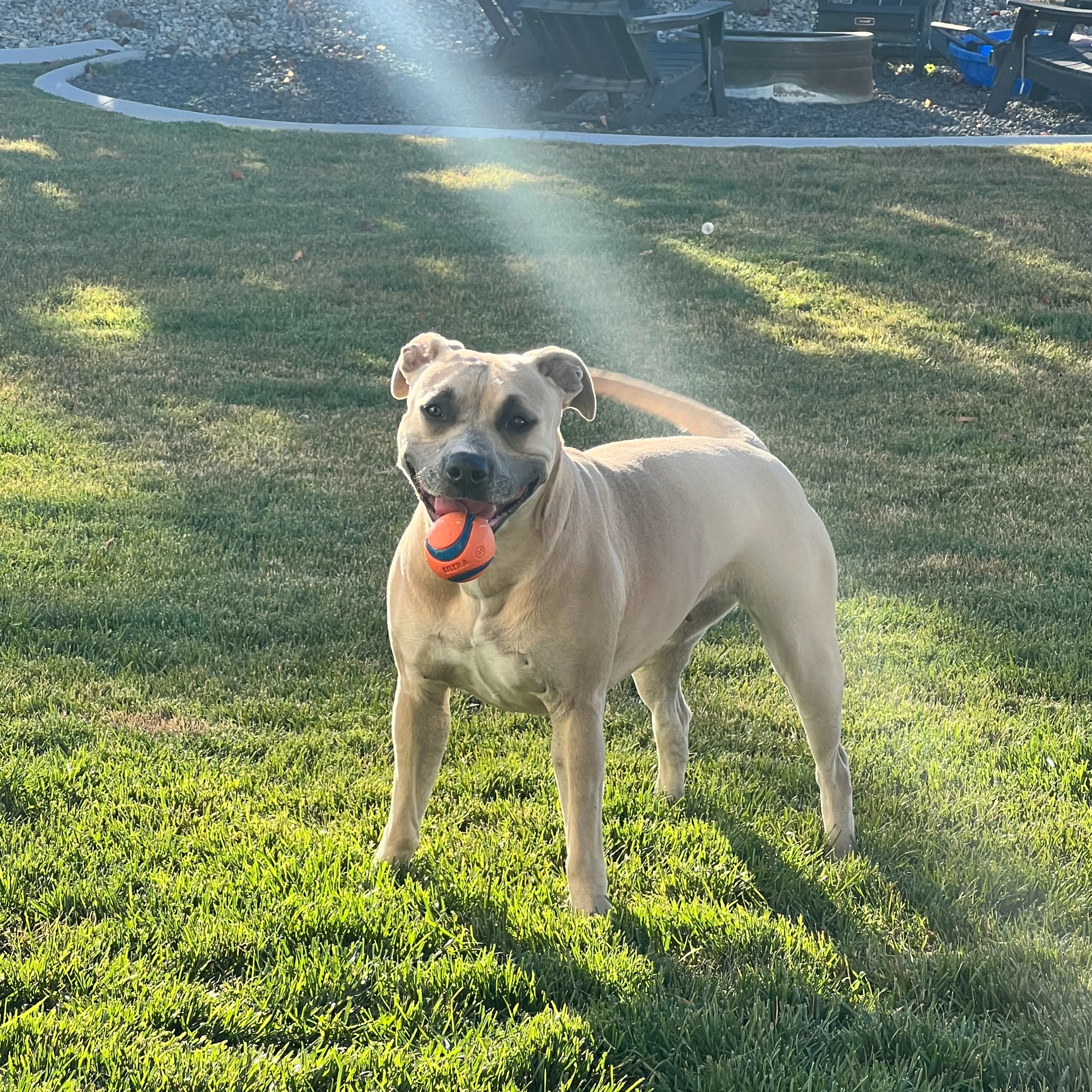 Tommi Girl, an adoptable Pit Bull Terrier, Bullmastiff in Twin Falls, ID, 83301 | Photo Image 6