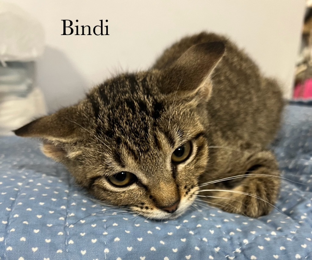 Bindi