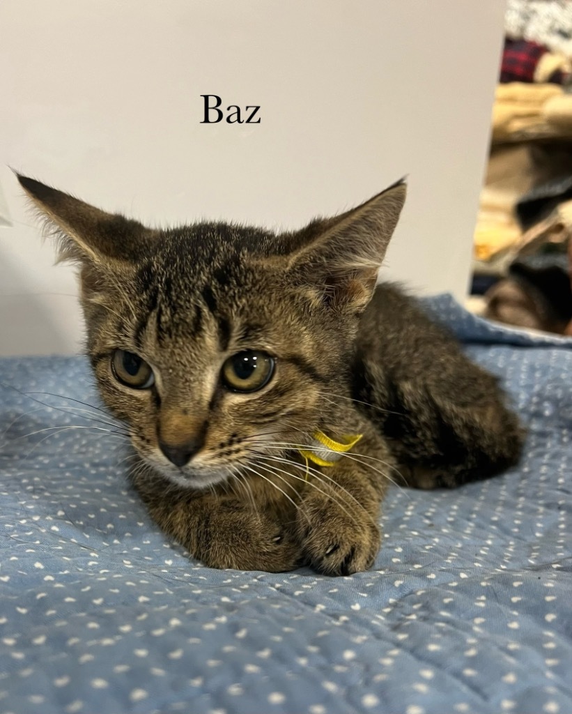 Baz