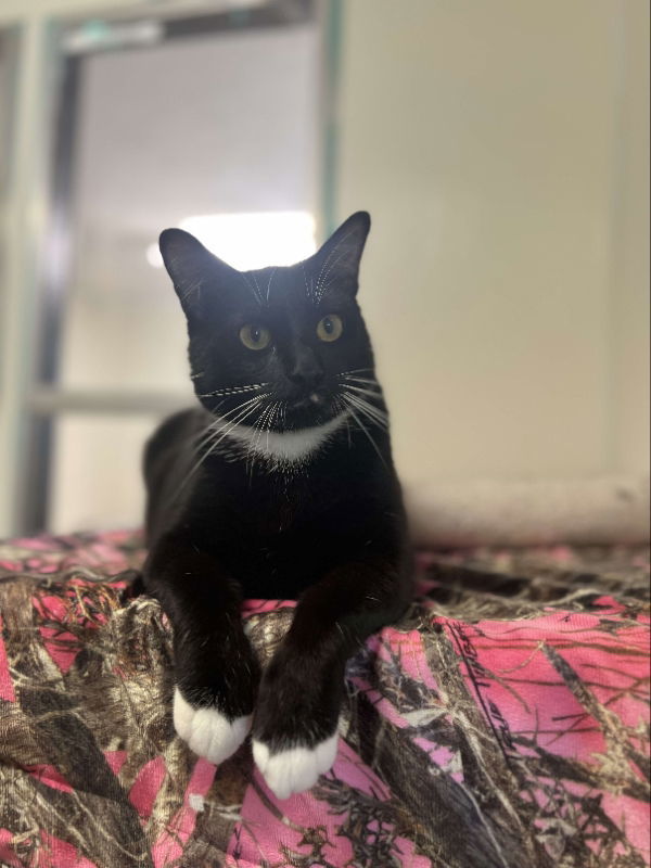Bobby Sox, an adoptable American Shorthair in Du Quoin, IL, 62832 | Photo Image 1