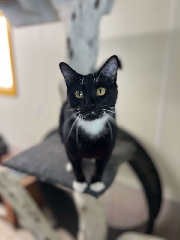 Bobby Sox, an adoptable American Shorthair in Du Quoin, IL, 62832 | Photo Image 2