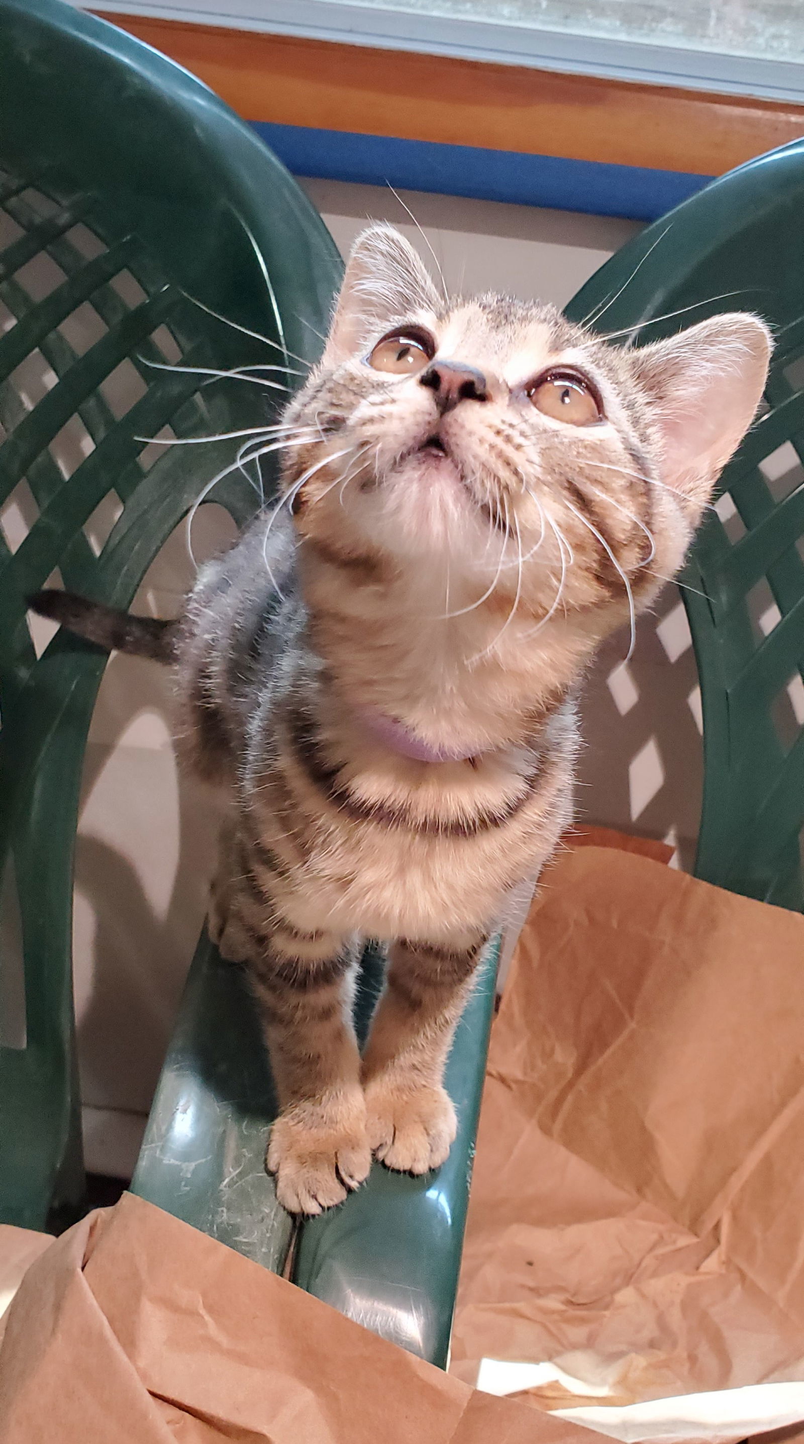 Pooka, an adoptable Tabby, Domestic Short Hair in Traverse City, MI, 49686 | Photo Image 1