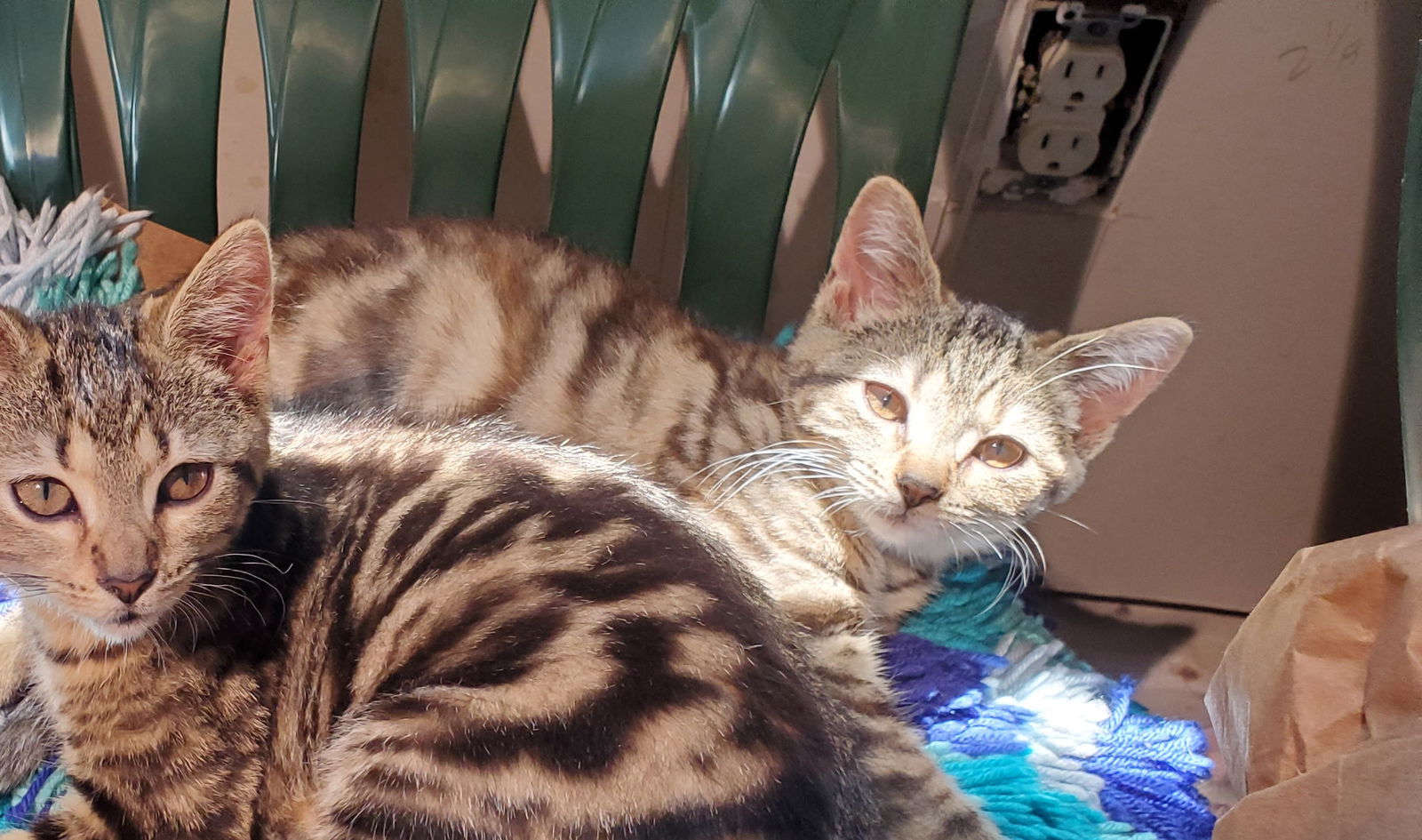 Pooka, an adoptable Tabby, Domestic Short Hair in Traverse City, MI, 49686 | Photo Image 2