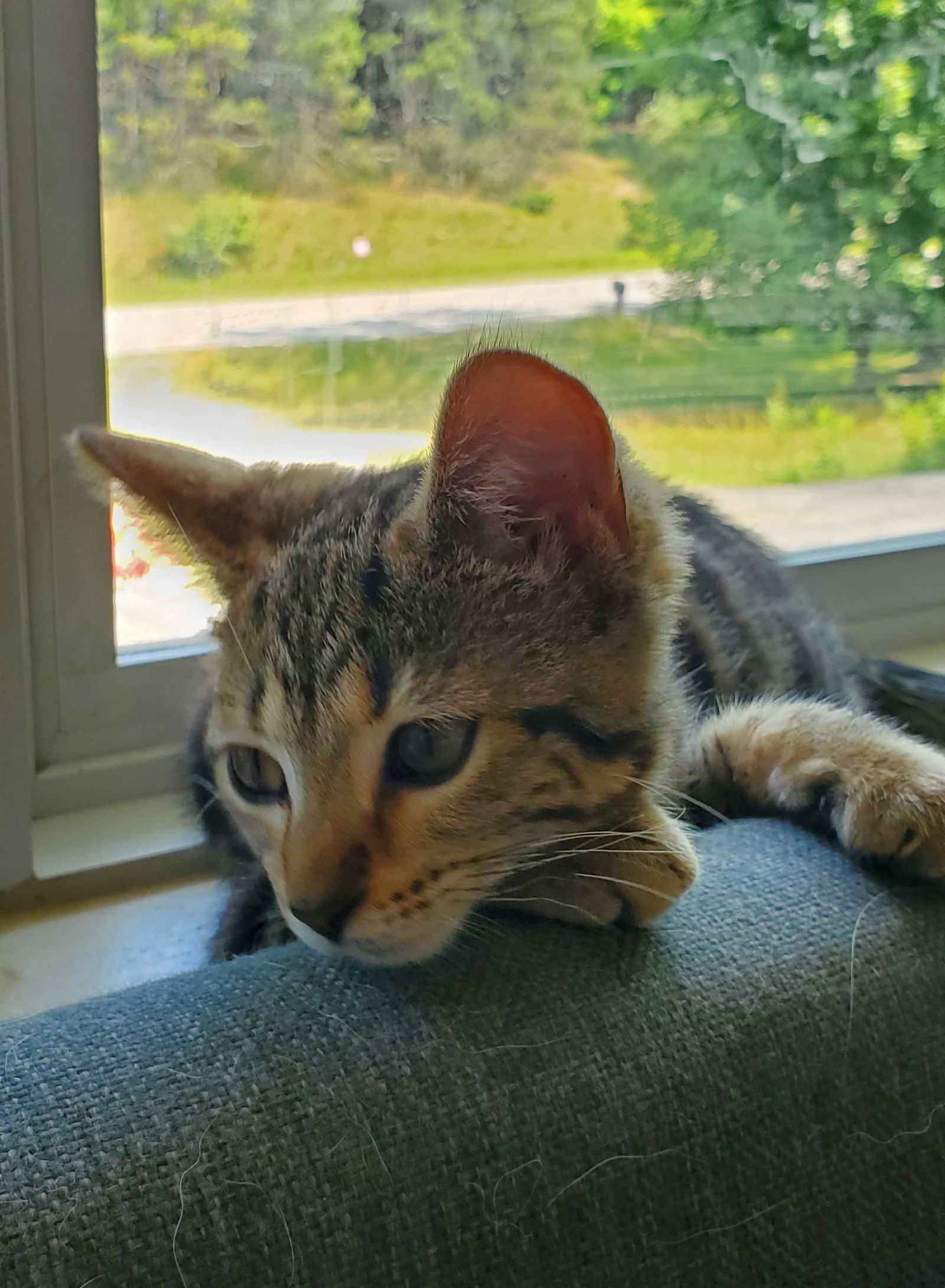 Zest, an adoptable Tabby, Domestic Short Hair in Traverse City, MI, 49686 | Photo Image 1