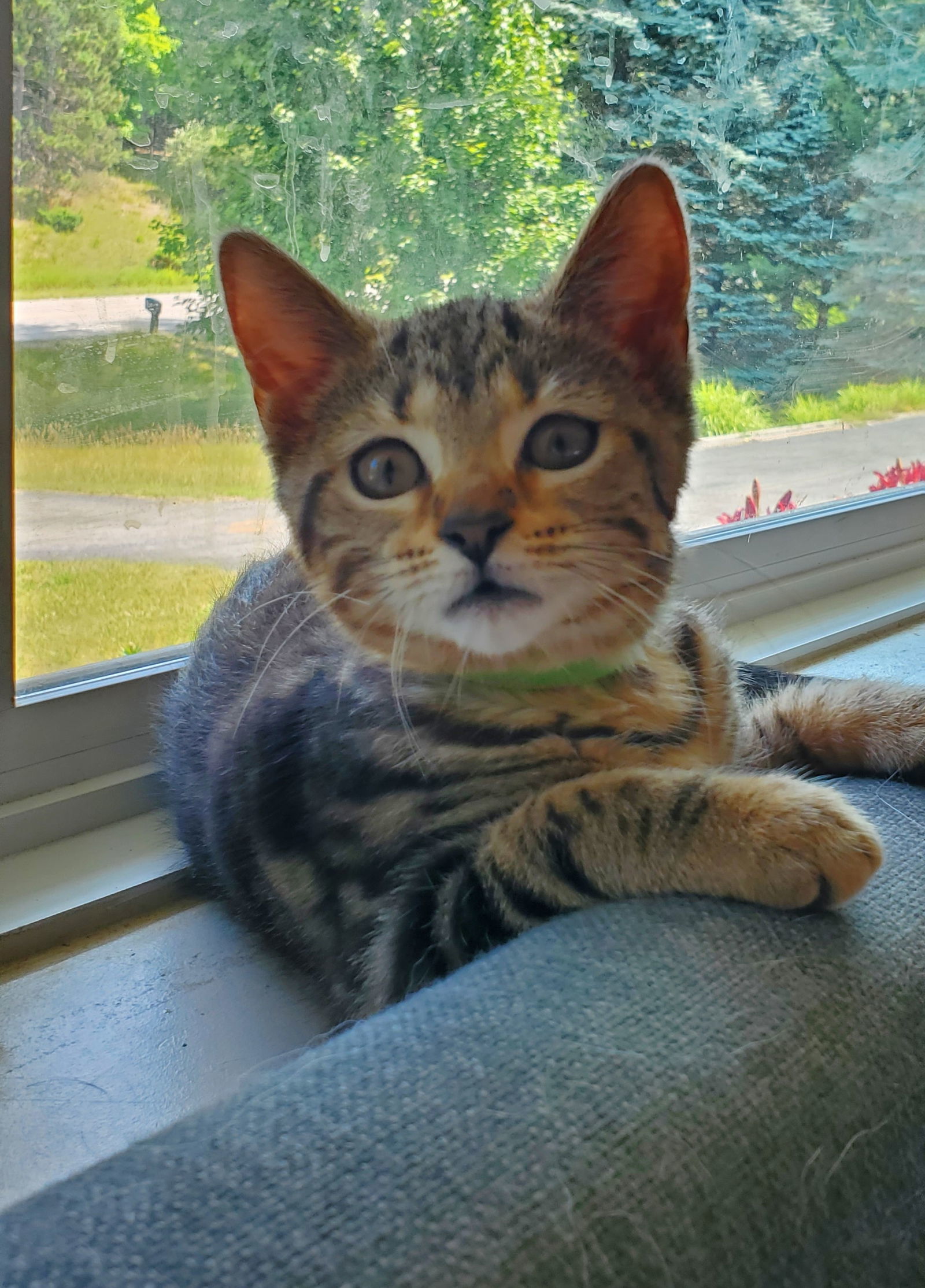 Zest, an adoptable Tabby, Domestic Short Hair in Traverse City, MI, 49686 | Photo Image 2