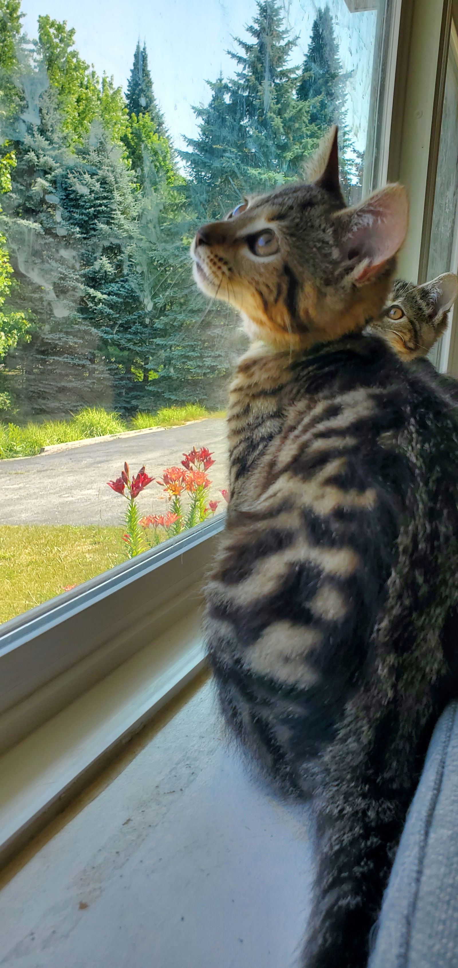 Zest, an adoptable Tabby, Domestic Short Hair in Traverse City, MI, 49686 | Photo Image 3